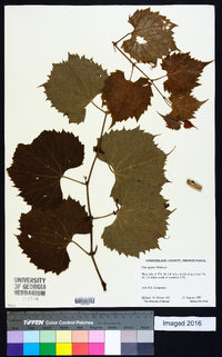 Vitis riparia image