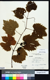 Vitis riparia image