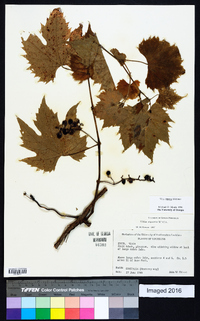 Vitis riparia image