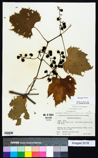 Vitis riparia image