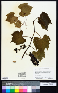 Vitis riparia image