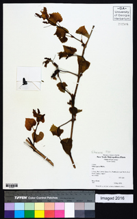 Vitis riparia image