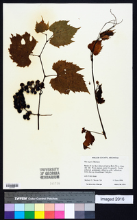 Vitis riparia image