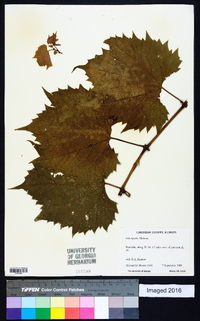 Vitis riparia image