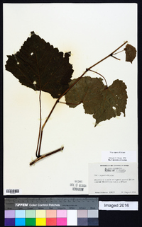 Vitis riparia image