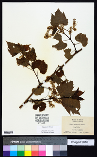 Vitis riparia image