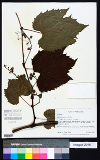 Vitis riparia image