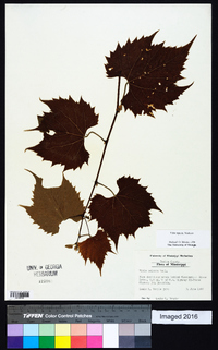 Vitis riparia image