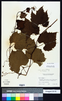 Vitis riparia image