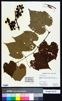 Vitis riparia image