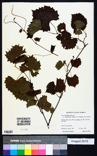 Vitis rotundifolia var. munsoniana image