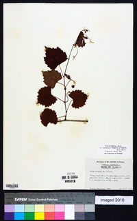 Vitis rotundifolia var. munsoniana image