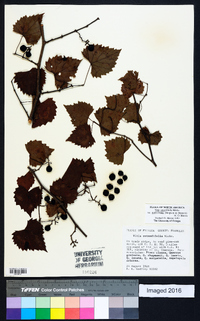 Vitis rotundifolia image