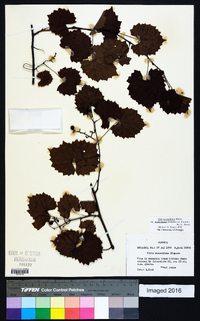 Vitis rotundifolia image