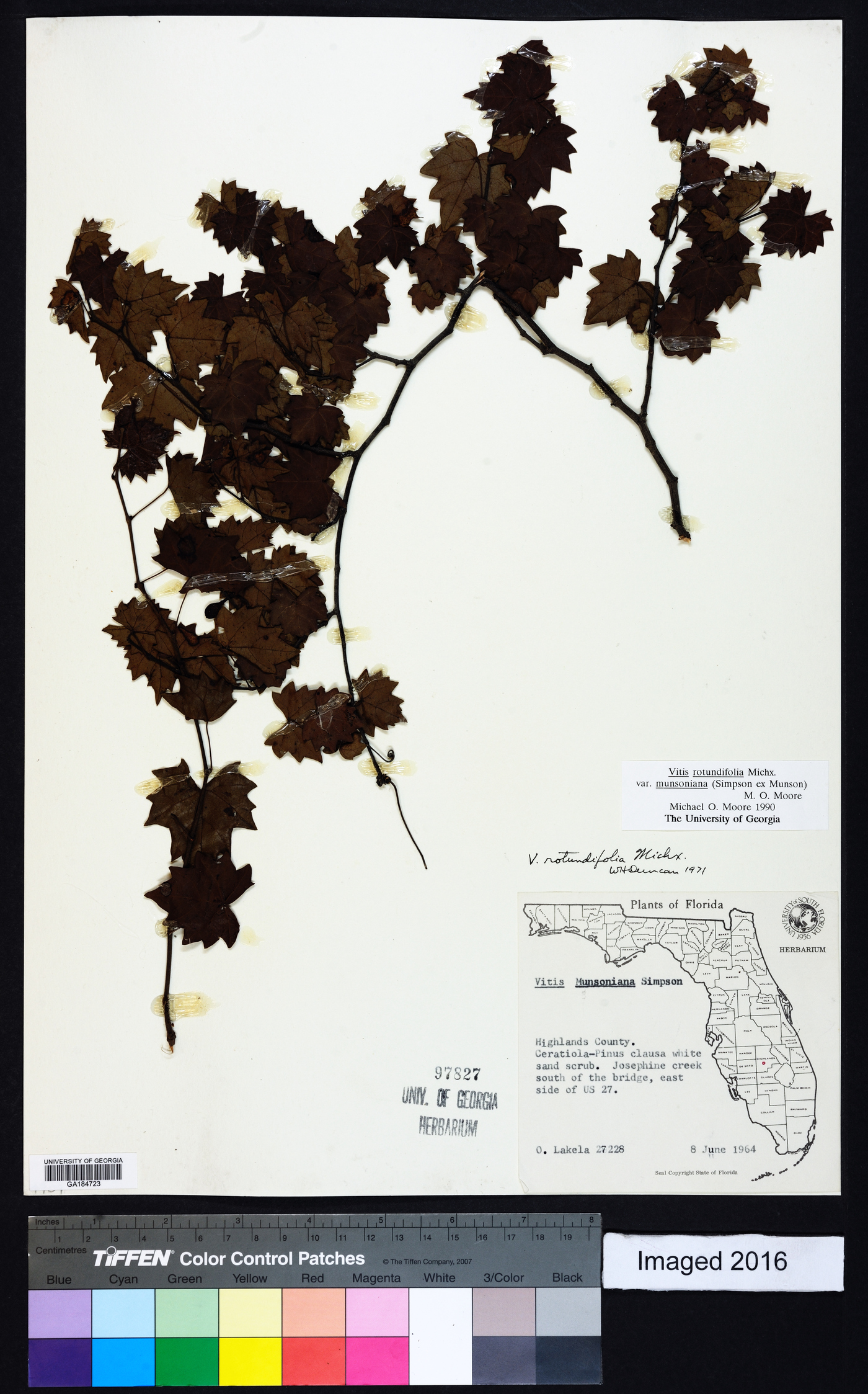 Vitis rotundifolia image