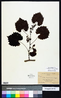 Vitis rotundifolia image