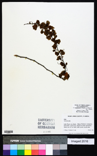 Vitis rotundifolia var. munsoniana image
