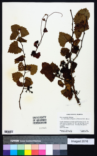 Vitis rotundifolia image