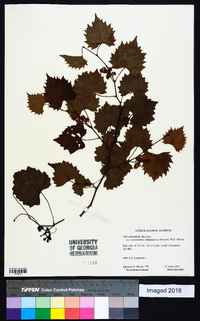 Vitis rotundifolia image