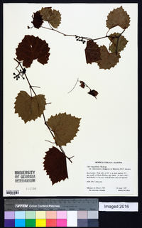 Vitis rotundifolia image