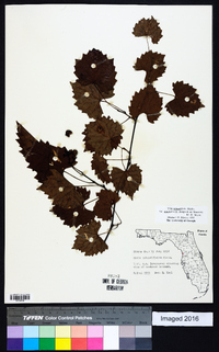 Vitis rotundifolia var. munsoniana image