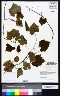 Vitis rotundifolia image