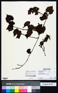 Vitis rotundifolia image