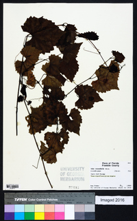 Vitis rotundifolia image