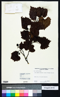 Vitis rotundifolia image