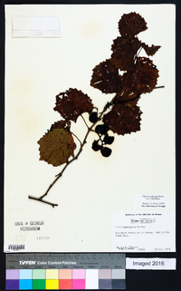 Muscadinia rotundifolia image