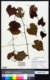 Muscadinia rotundifolia var. rotundifolia image