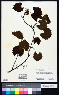 Vitis rotundifolia image