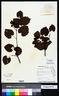 Muscadinia rotundifolia var. rotundifolia image