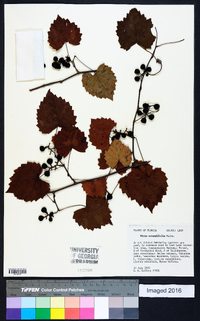 Vitis rotundifolia image