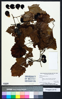 Vitis rotundifolia image