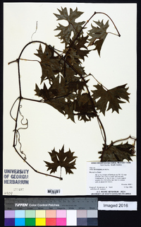 Vitis rotundifolia image