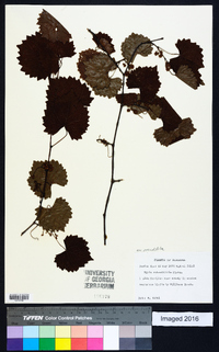 Muscadinia rotundifolia var. rotundifolia image