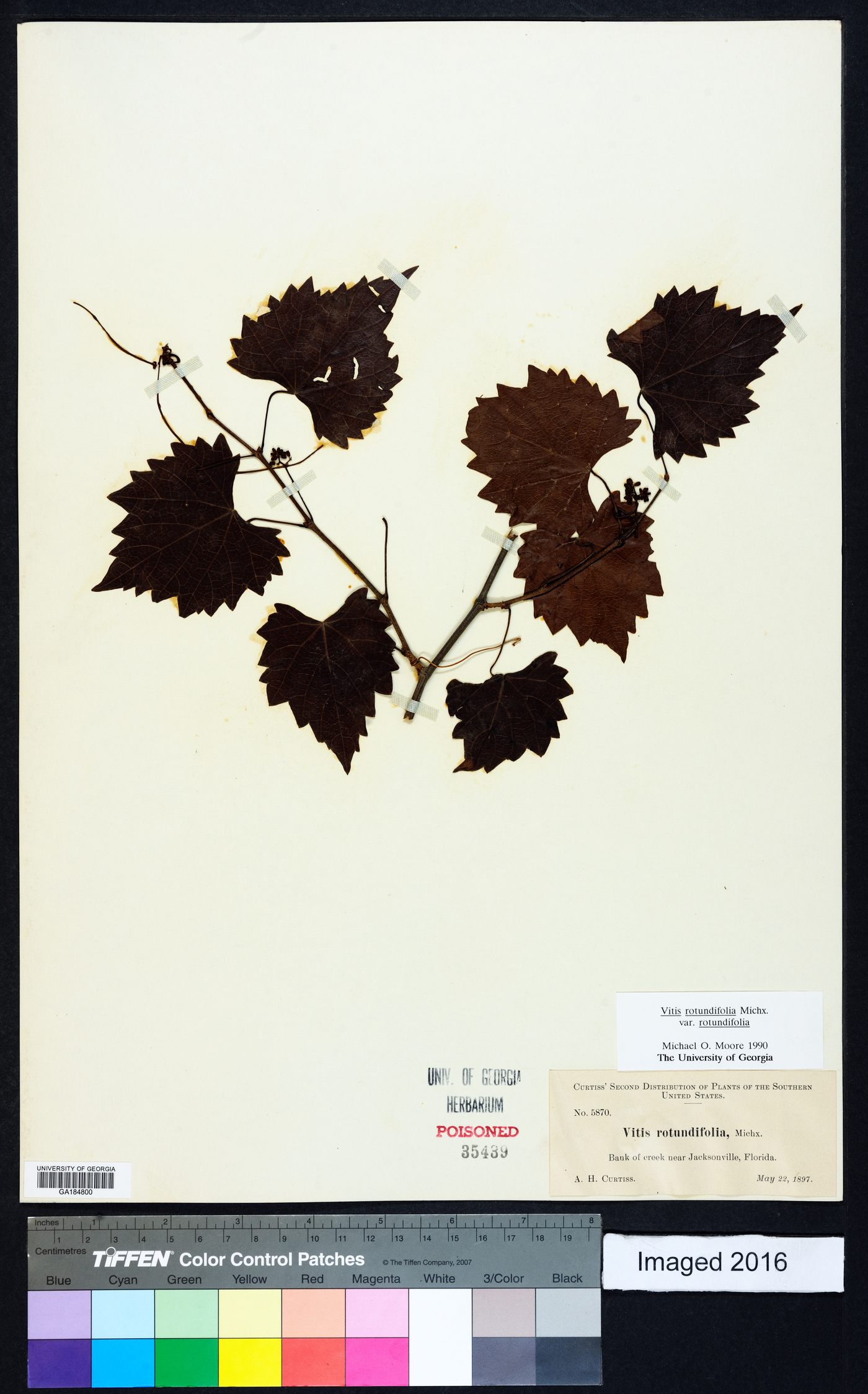 Muscadinia rotundifolia var. rotundifolia image