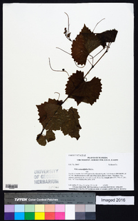 Vitis rotundifolia image