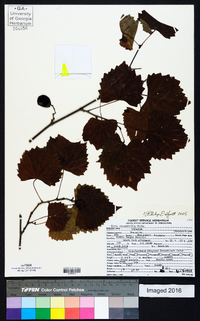 Vitis rotundifolia image