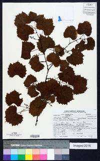 Vitis rotundifolia image