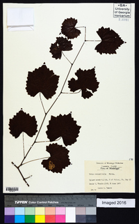 Vitis rotundifolia image