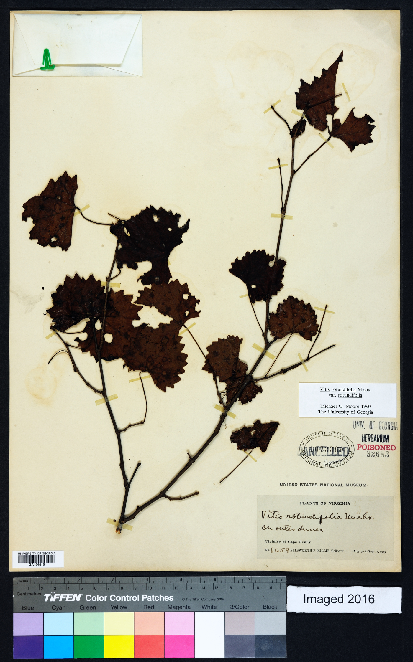 Muscadinia rotundifolia image