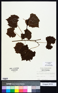 Muscadinia rotundifolia var. rotundifolia image
