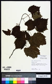 Muscadinia rotundifolia image