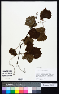 Muscadinia rotundifolia var. rotundifolia image