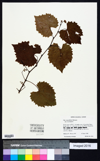 Vitis rotundifolia image