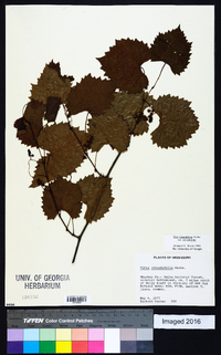 Muscadinia rotundifolia var. rotundifolia image