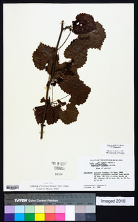 Muscadinia rotundifolia image