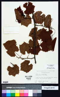 Muscadinia rotundifolia image